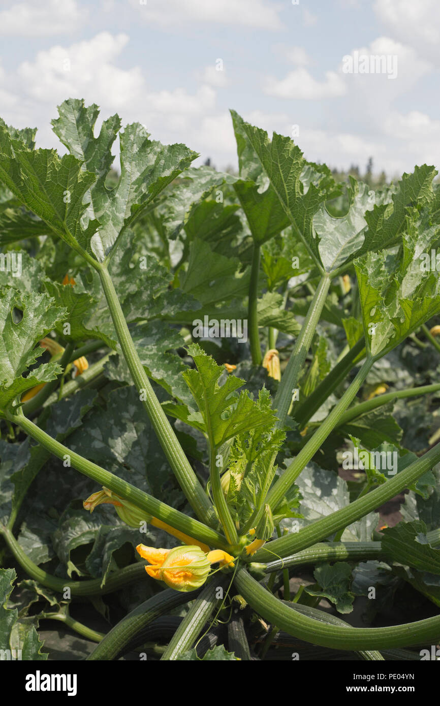 Golden Glory zucchini growing in farm field. The plastic covering over the soil prevents weed