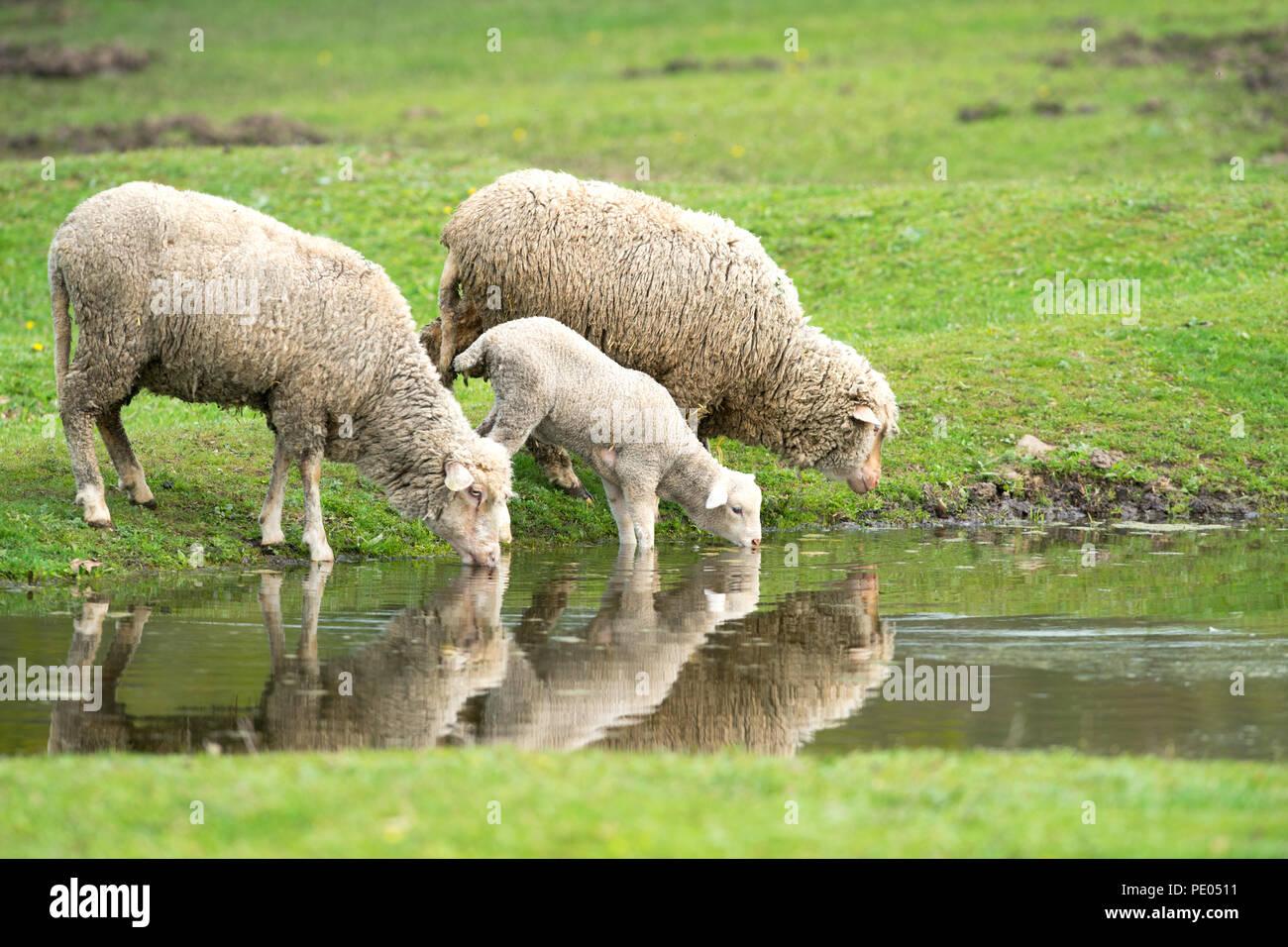 Sheep can swim. Sheep can swim. Овцы пьют воду. Предложения со swim. Sheep can swim.