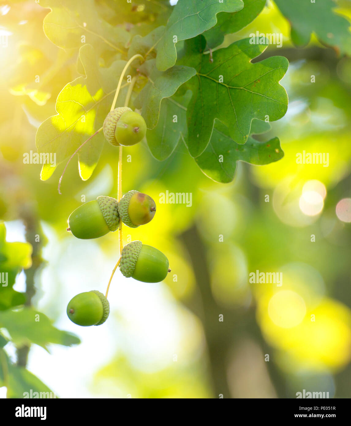 Green acorns in the tree Stock Photo