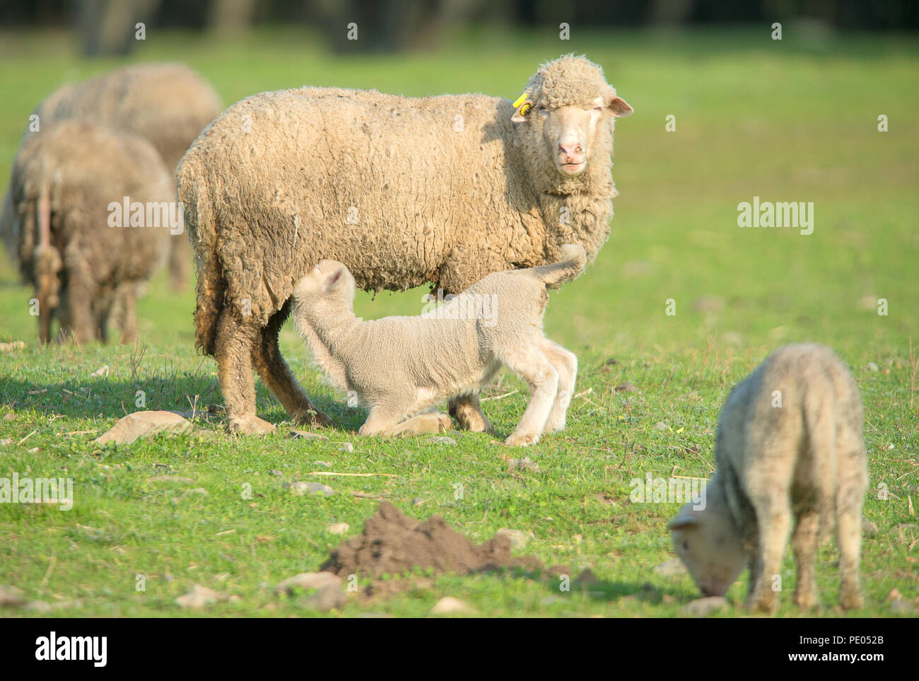Lamb and Mutton / mama!milk