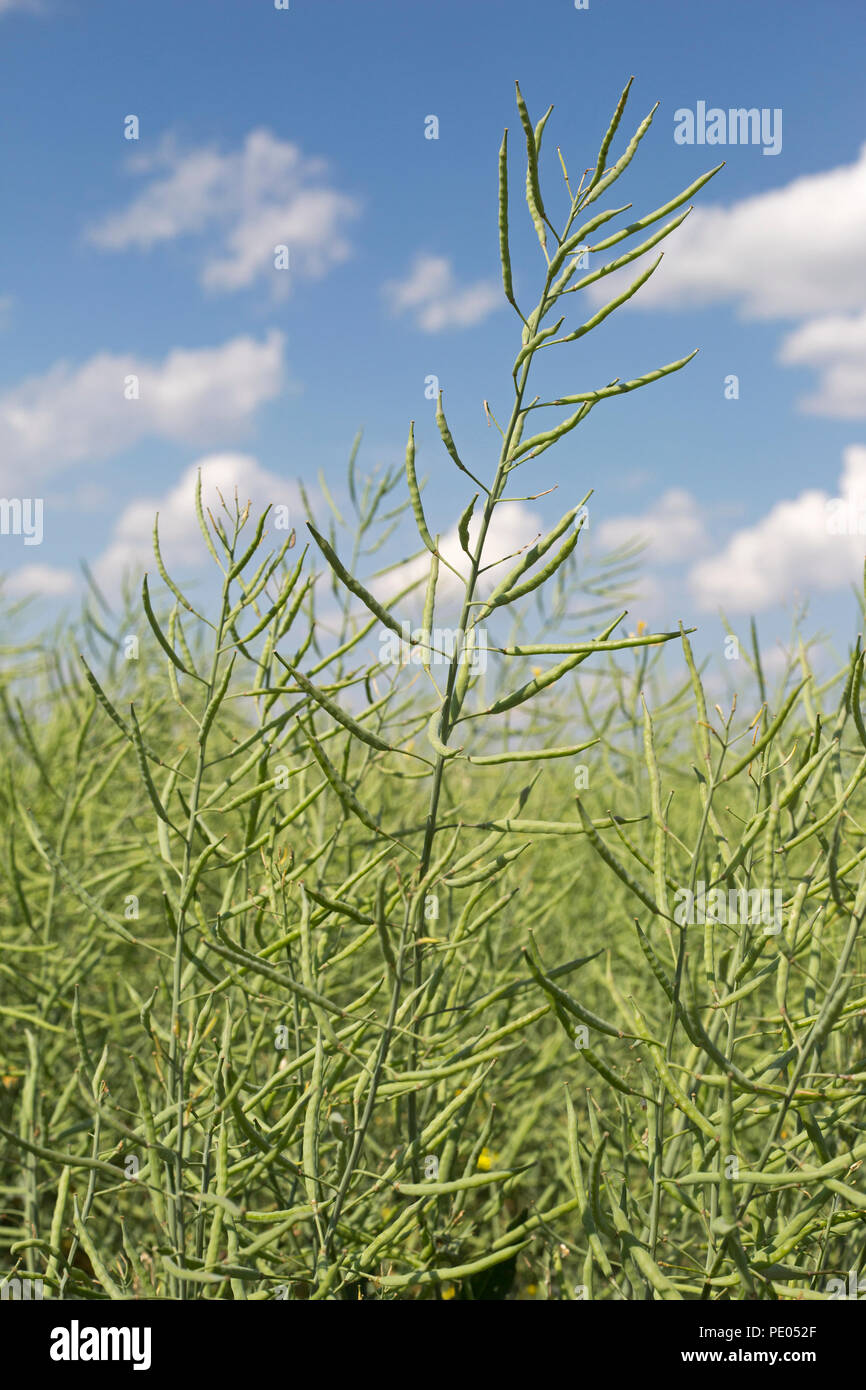 Canola crop in field (Brassica sp) Stock Photo