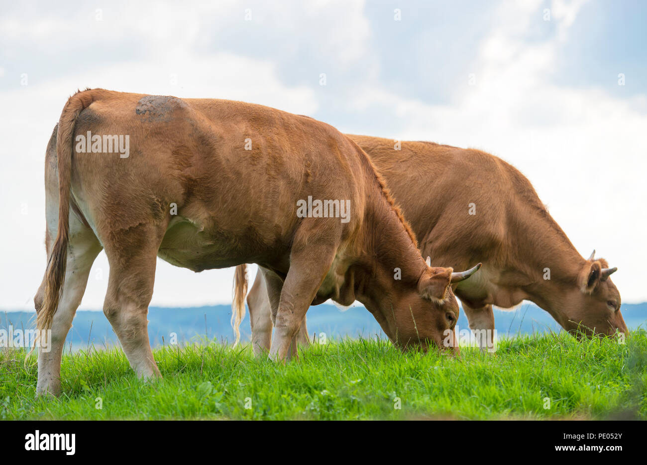 cows grazing green grass Stock Photo - Alamy