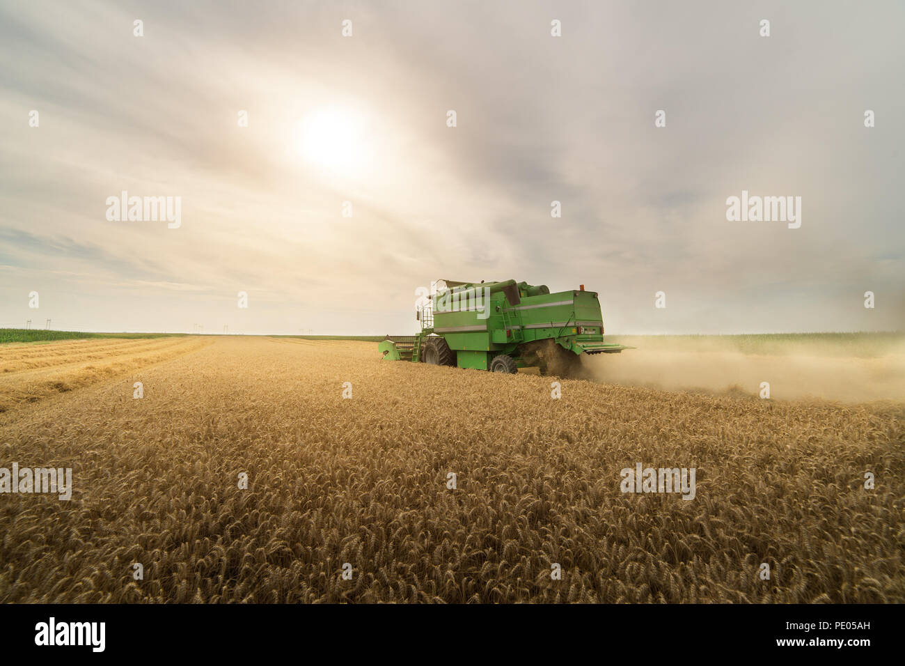 Harvesting of wheat field with combine in early summer Stock Photo - Alamy