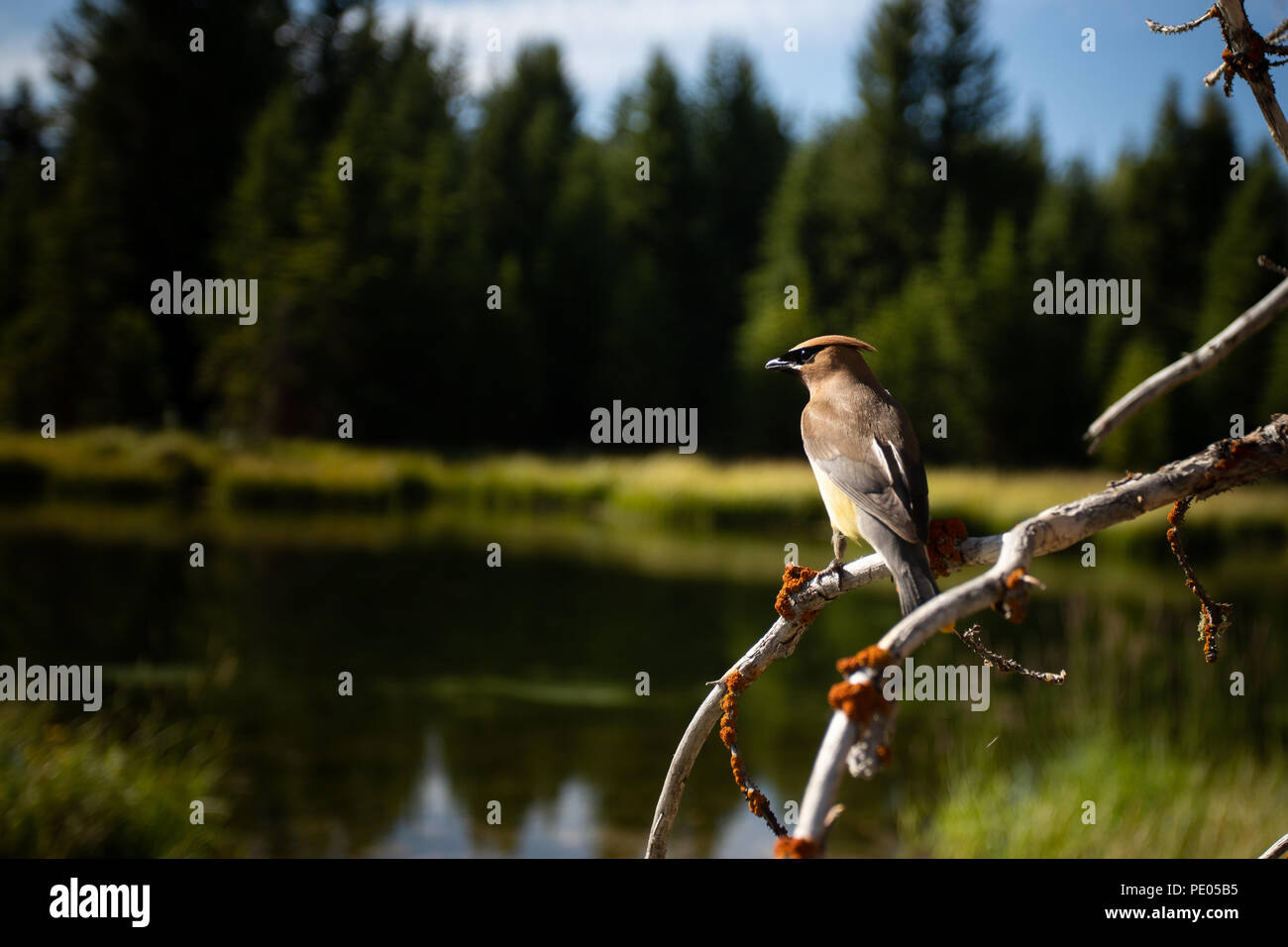 This is the picture of Cedar Waxwing on a branch at Grand Teton Natonal Park, Wyoming. Stock Photo