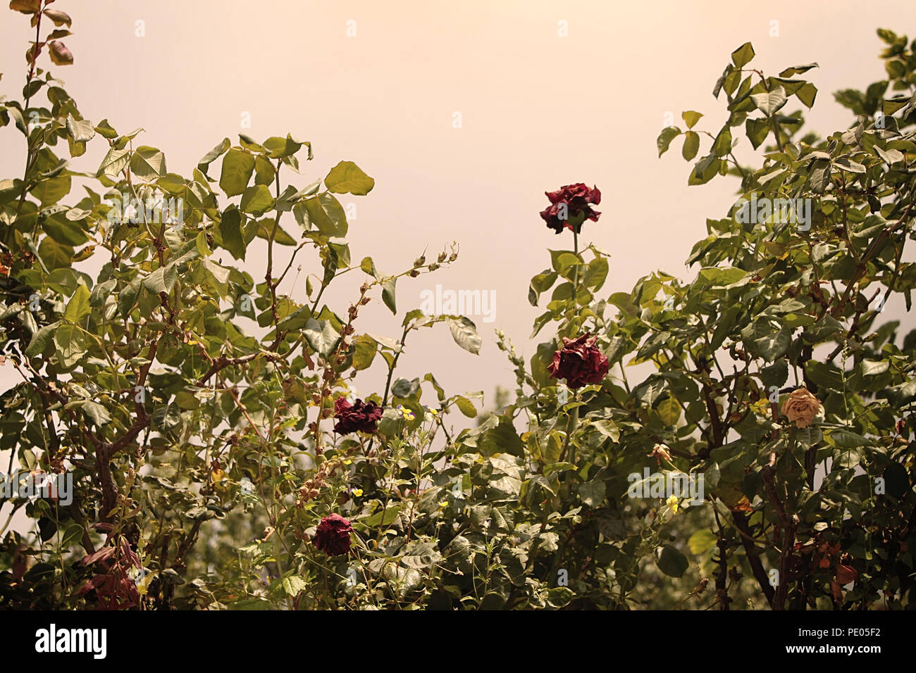 Dead rose bush hires stock photography and images Alamy