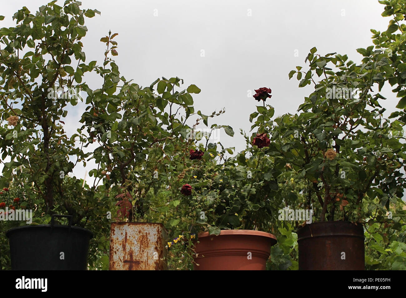 Dead roses hires stock photography and images Alamy