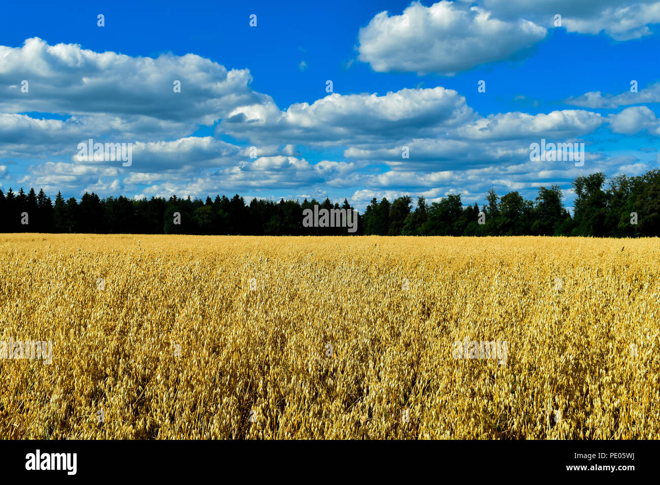 Die Wiesenrunde zaubert den Wanderer in eine Märchenwelt. Hafer-Feld an Sommertag Stock Photo