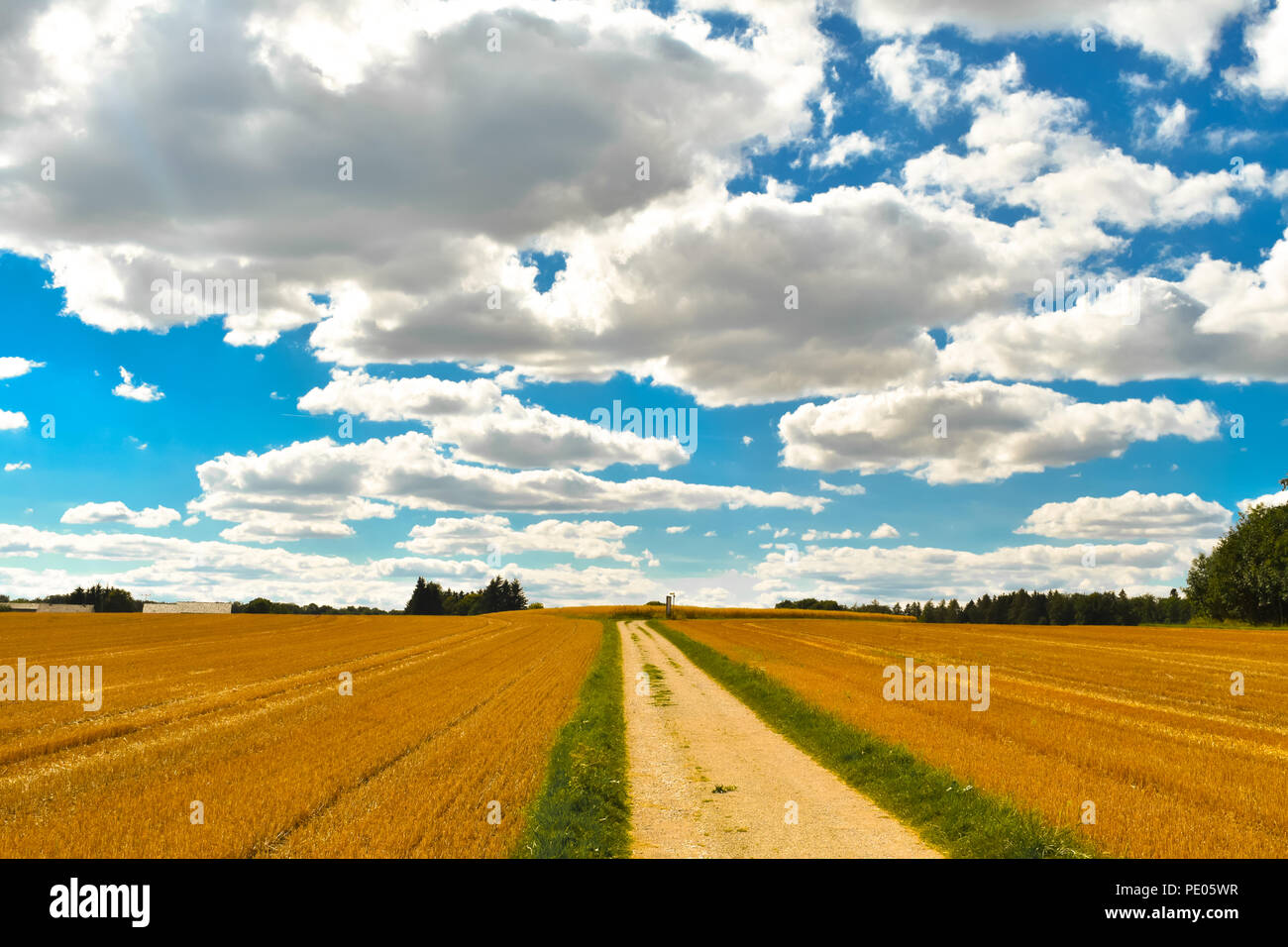 Die Wiesenrunde zaubert den Wanderer in eine Märchenwelt. Hafer-Feld an Sommertag Stock Photo