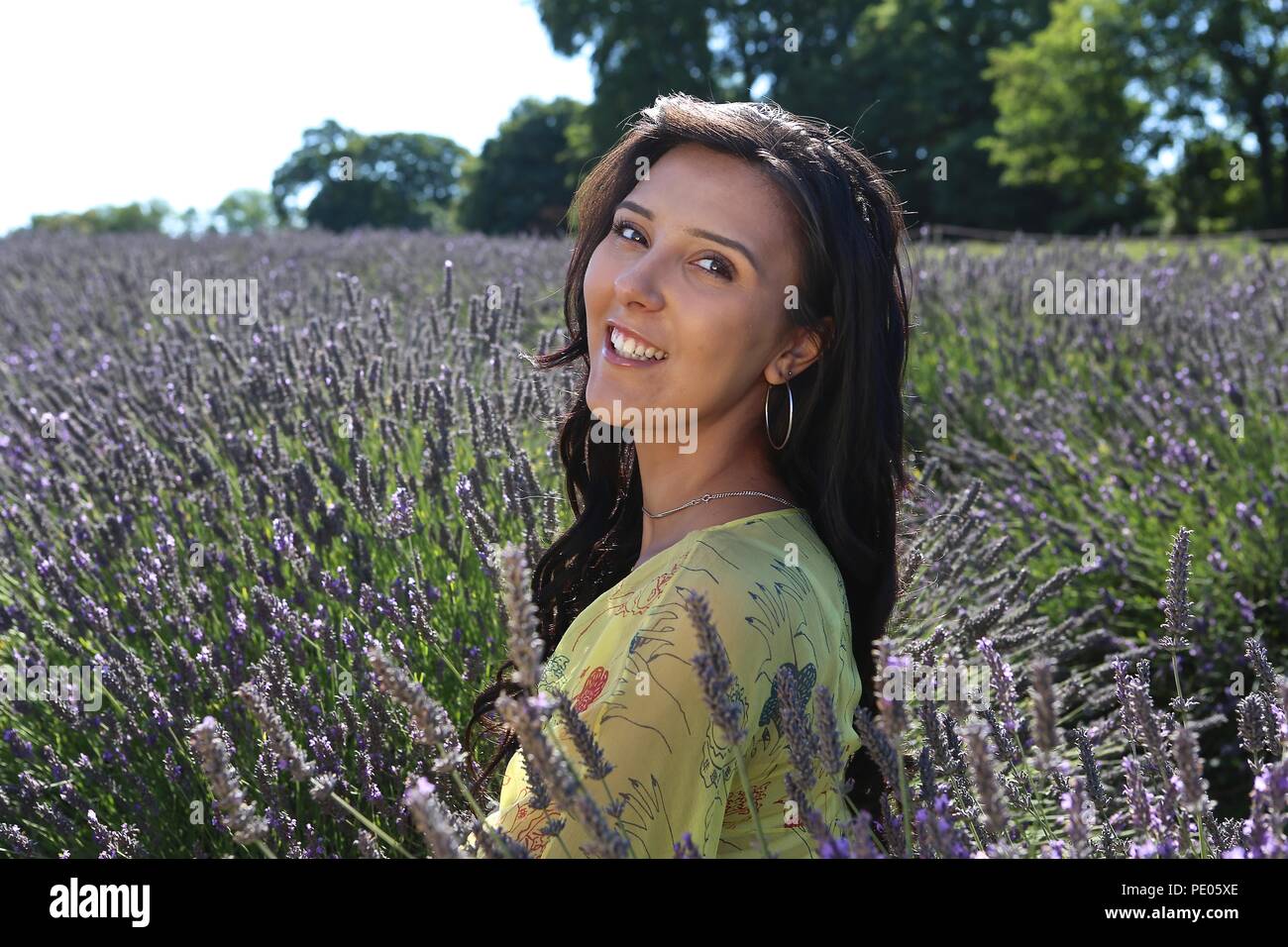 Spanish Beauty in Mayfield Lavender Field 2018 Stock Photo