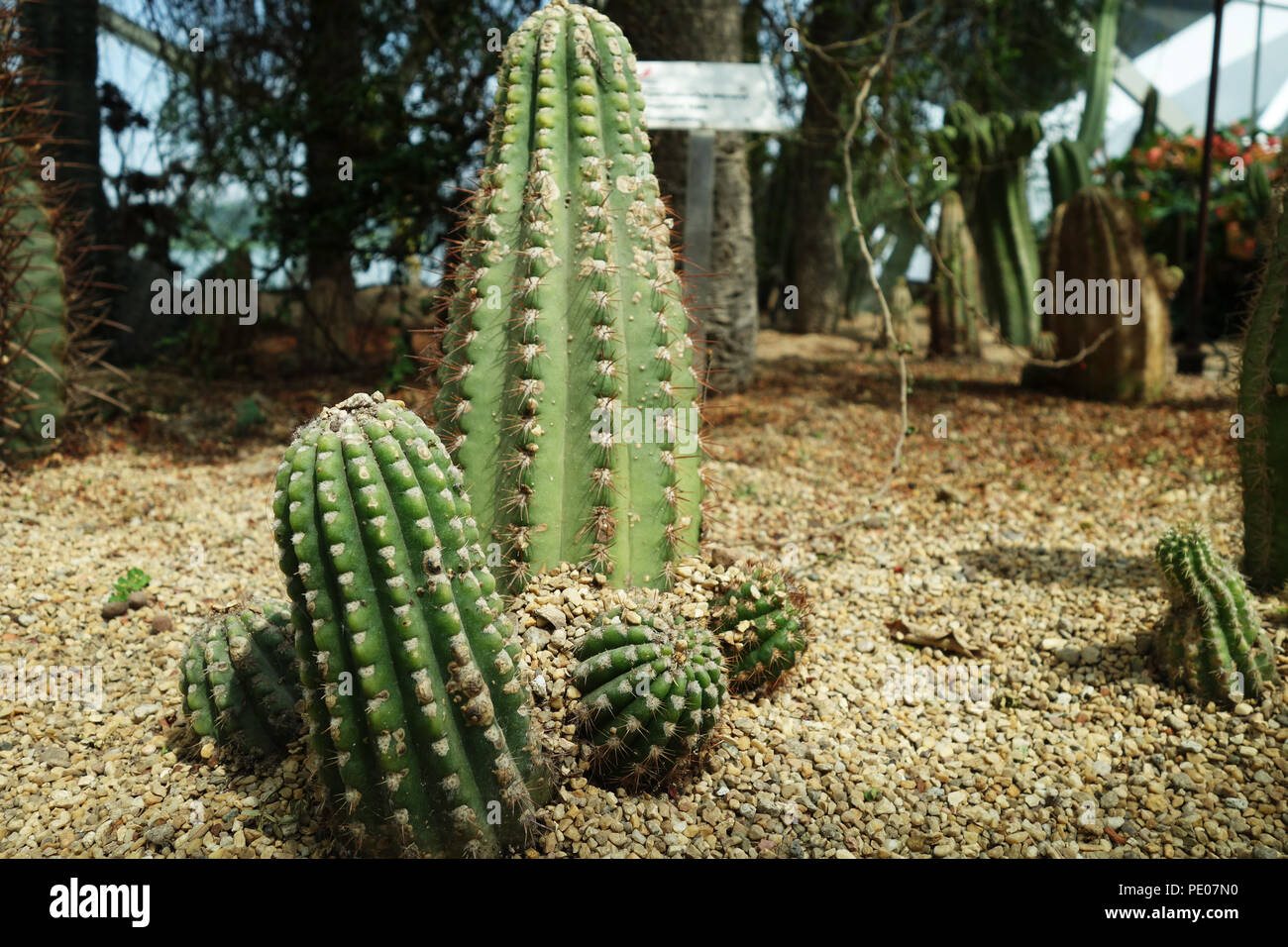 Cactus & succulent plants in Gardens by the Bay, Singapore Stock Photo Alamy