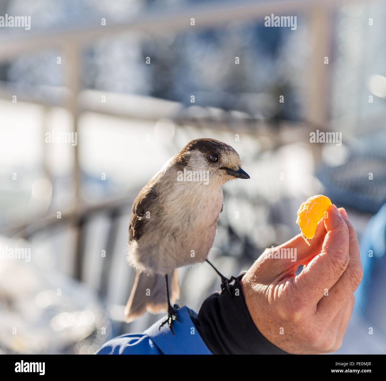 Bird perched on a hand eating a tangerine. Stock Photo