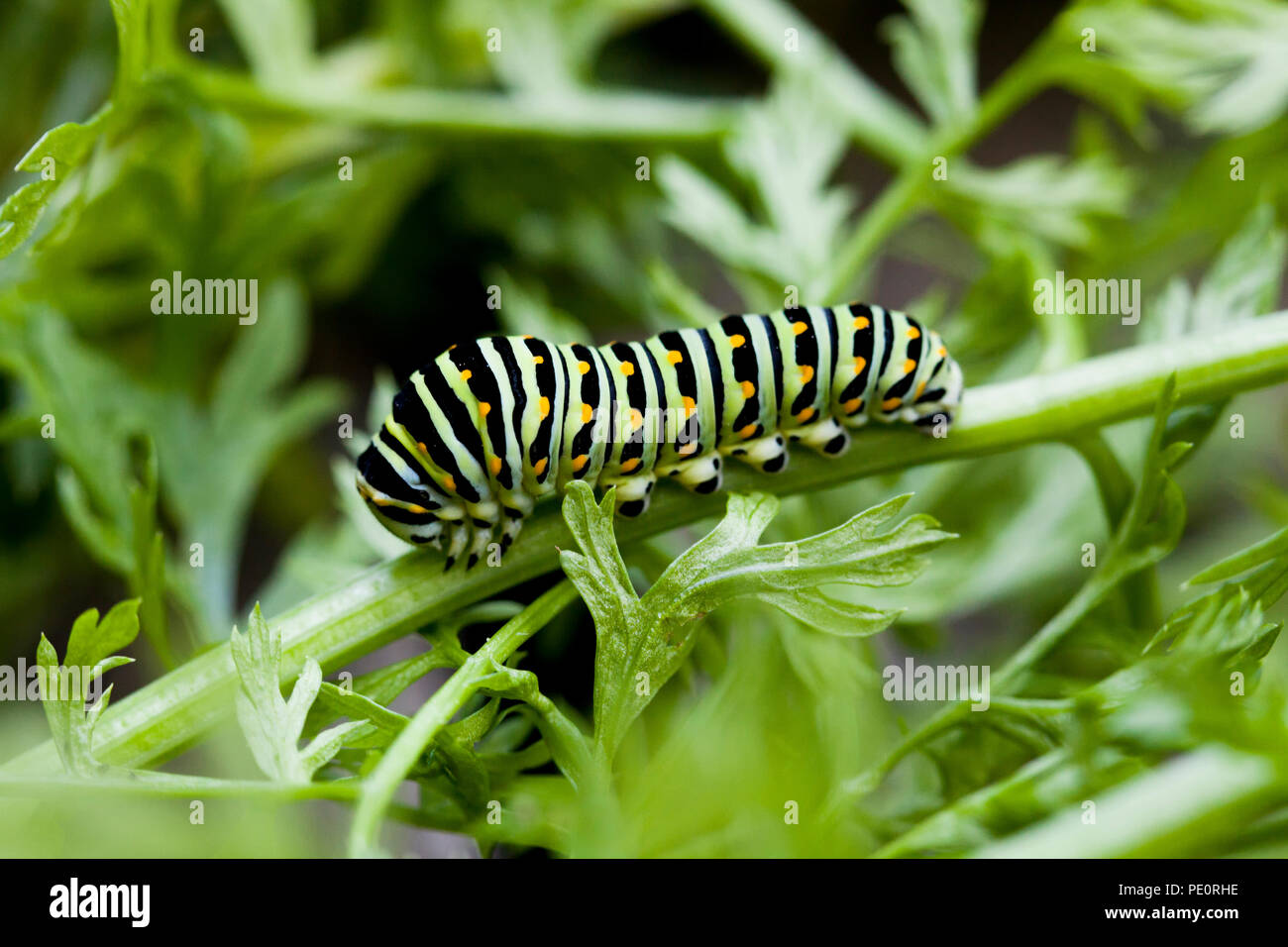 Eastern Black Swallowtail larva (Papilio polyxenes asterius) - Virginia USA Stock Photo