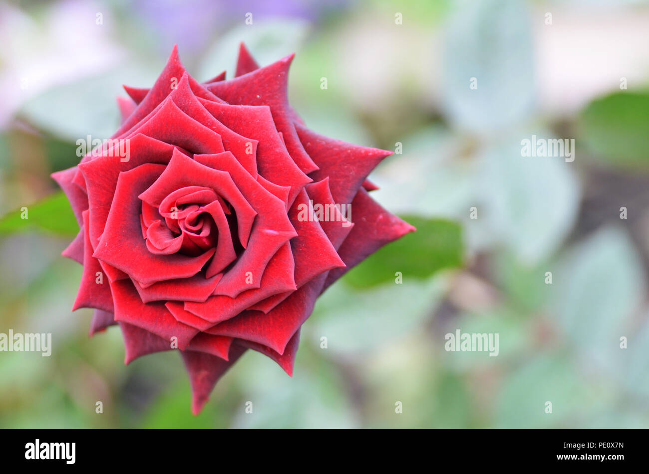 Blossom red rose with blur background in the garden Stock Photo - Alamy