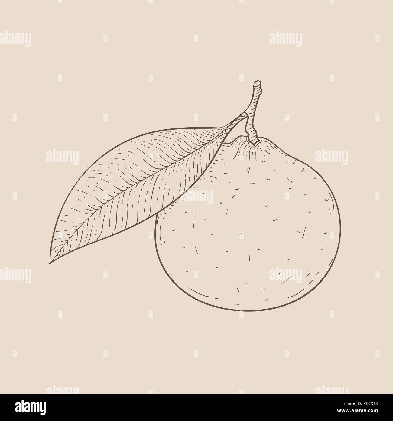 Clementine. Hand drawn outline sketch on beige background Stock Vector ...