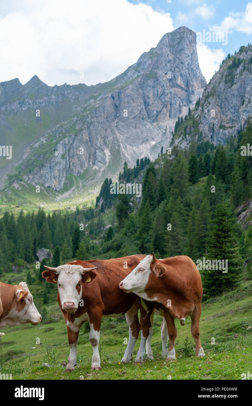 Cows Grazing in the Alps Stock Photo - Alamy
