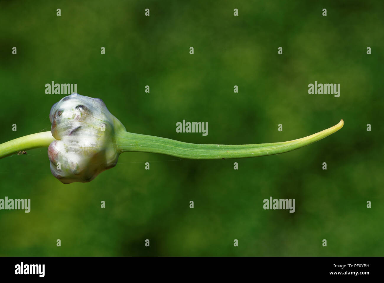 The garlic plant's bulb is the most commonly used part of the plant