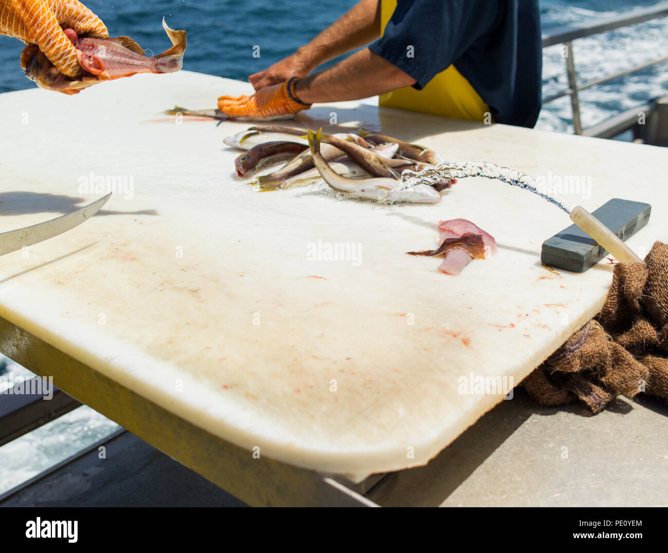 Fisherman holding sliced fish over cutting board. Fisherman guys on ship deck preparing fish overlooking sea. Stock Photo