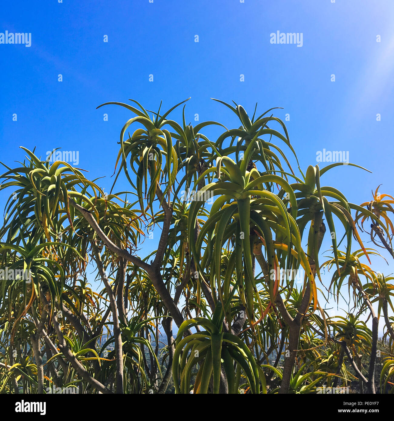 Tree Aloe, Aloe bainesii tree succulents, cacti succulent garden over a clear blue sky. Stock Photo