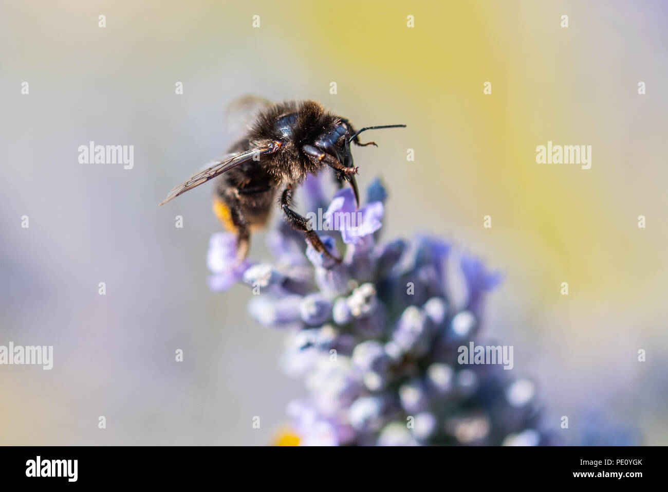 Bees Pollinating Lavender Stock Photo