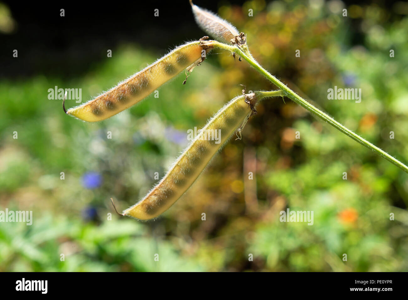 Sweet pea seeds in dried pods to pick save for saving August in summer