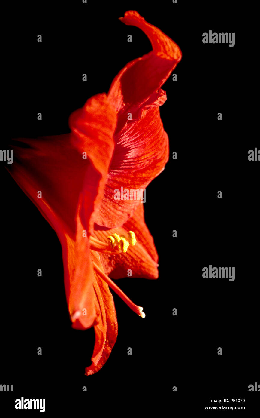 Bright red Amaryllis bloom in sunshine with black background Stock Photo