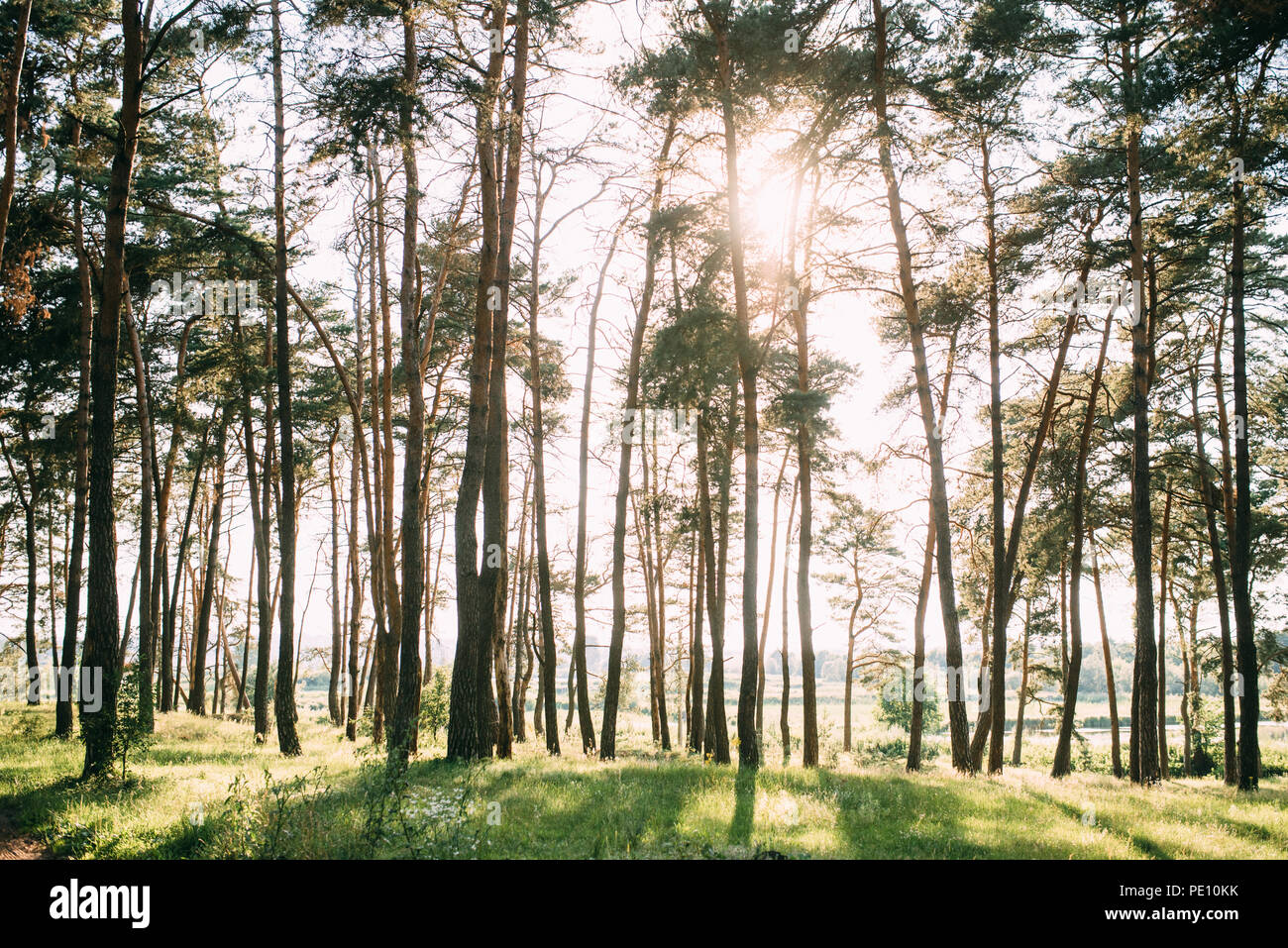 Sunny day in green summer forest with pine trees Stock Photo - Alamy