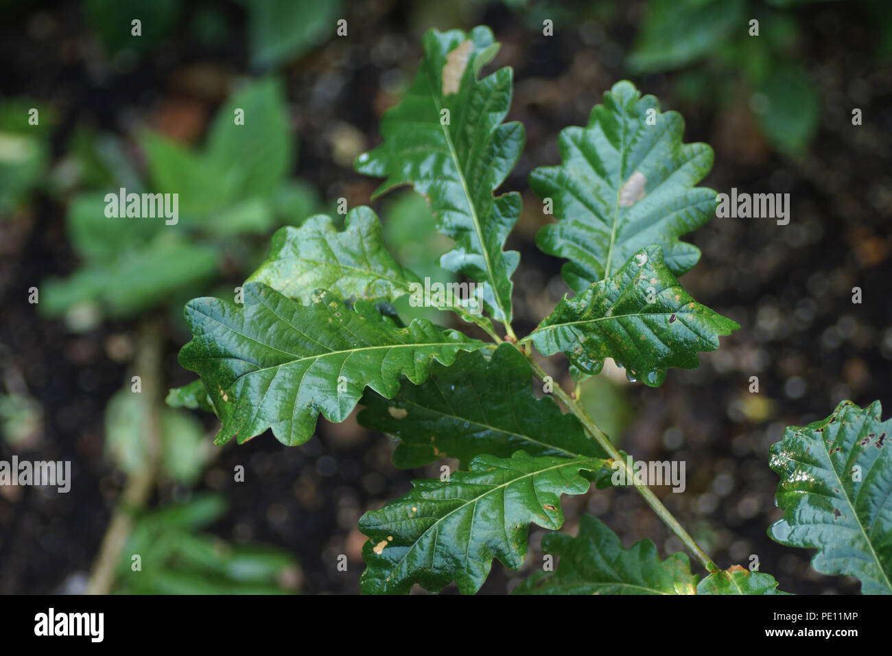 Quercus macranthera Stock Photo
