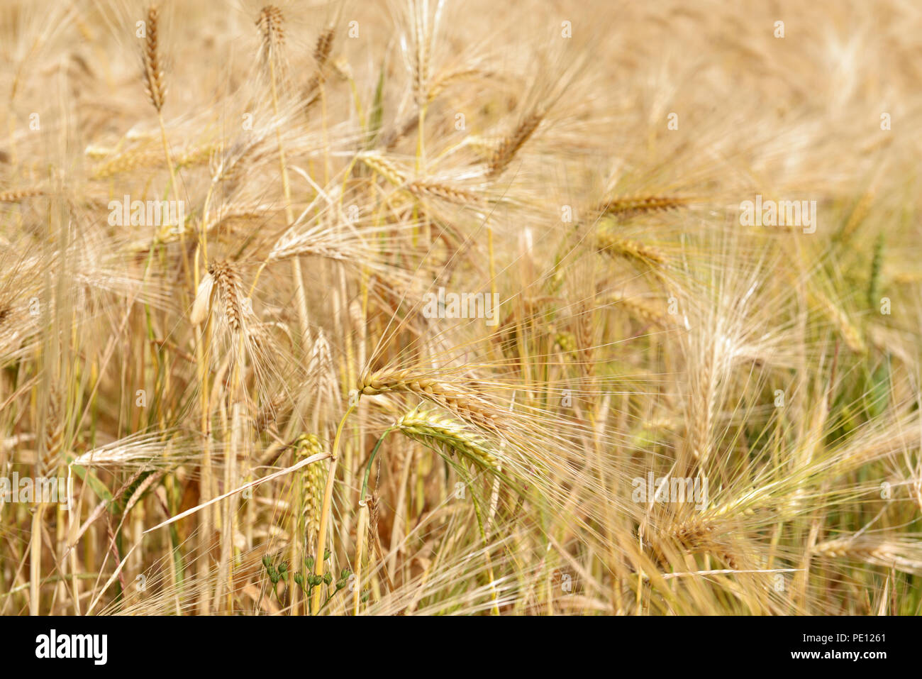 Wheat triticum field on sunny day hi-res stock photography and images ...