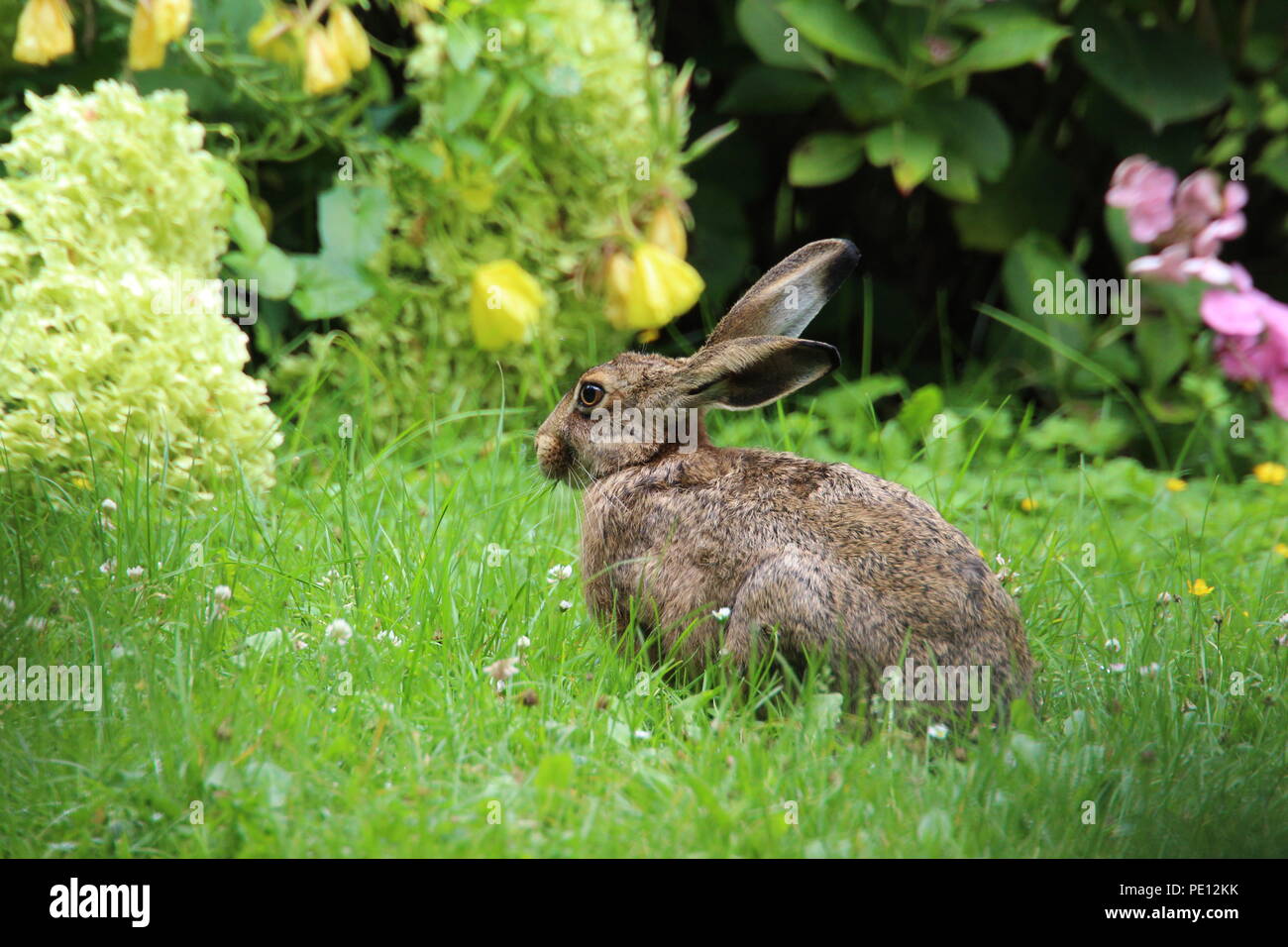 Brown hare in the Meadow in front of flowerbeds Stock Photo