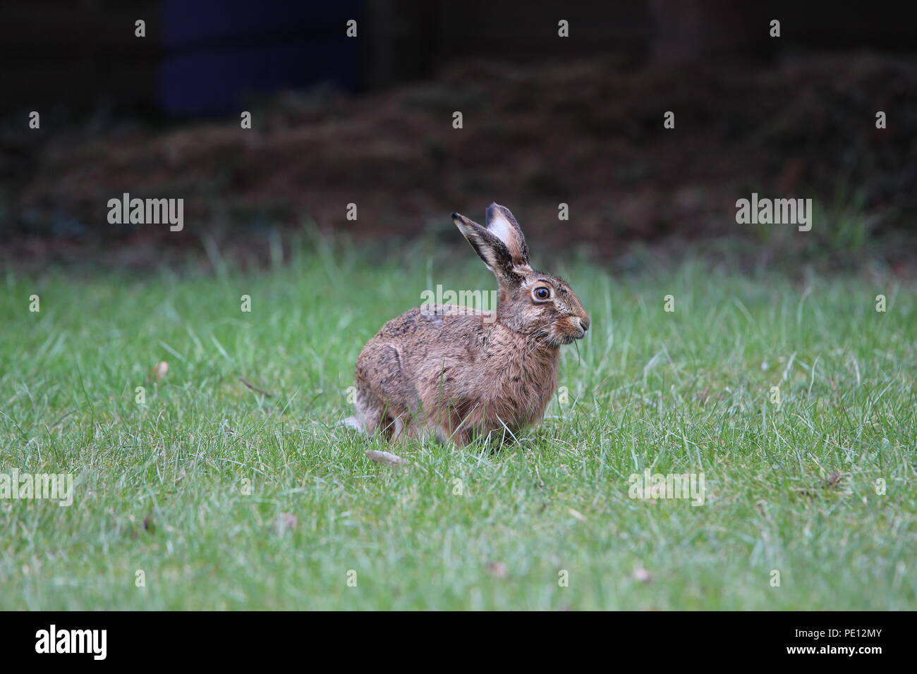 Brown hare in the Meadow in front of flowerbeds Stock Photo