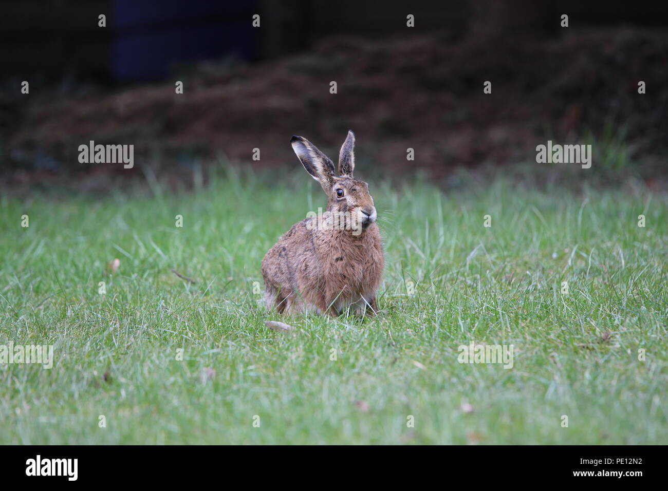 Brown hare is sitting on a meadow Stock Photo