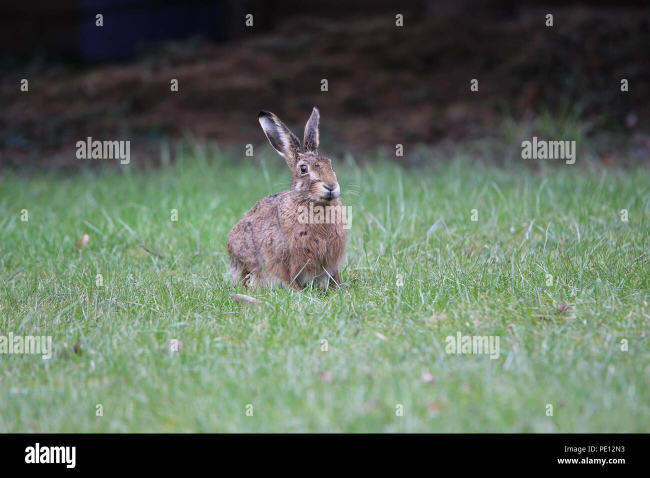 Brown hare is sitting on a meadow Stock Photo