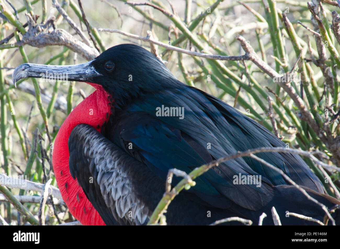 Black Bird With Red Throat 2