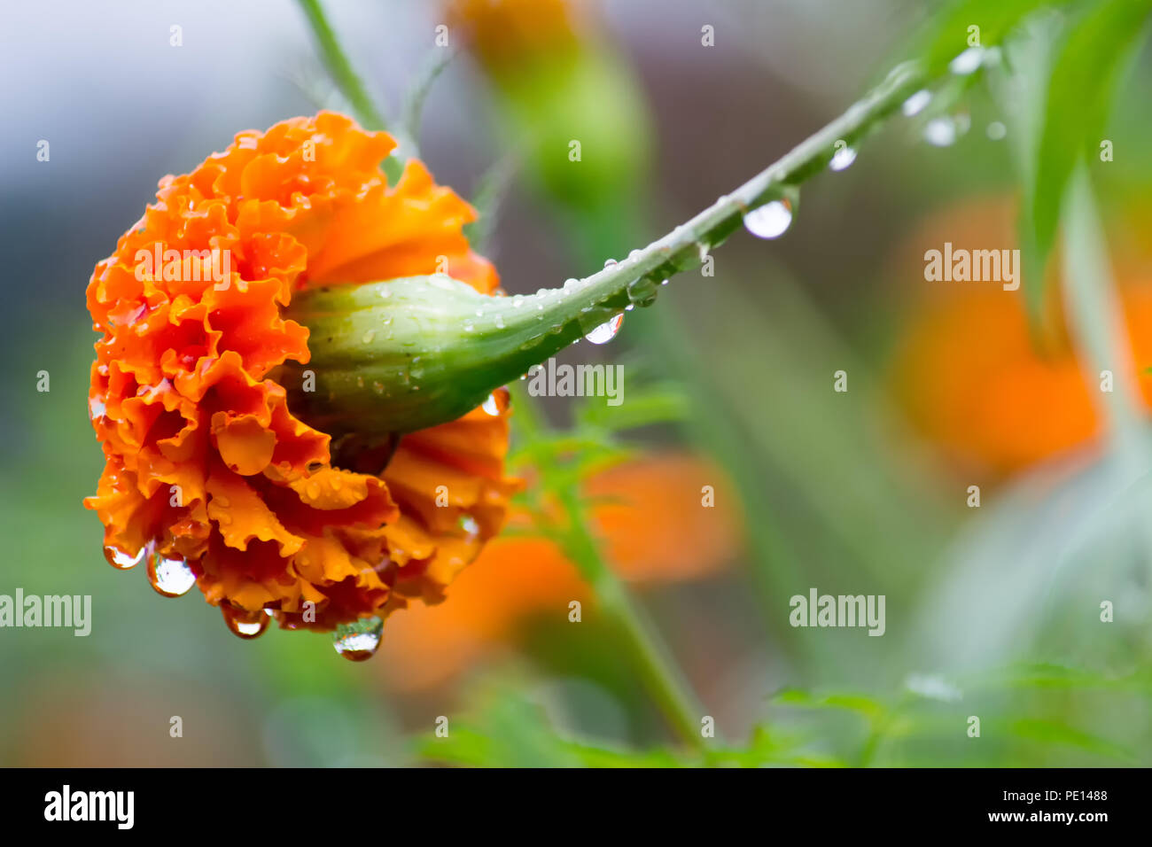 Sevanthi flower hires stock photography and images Alamy