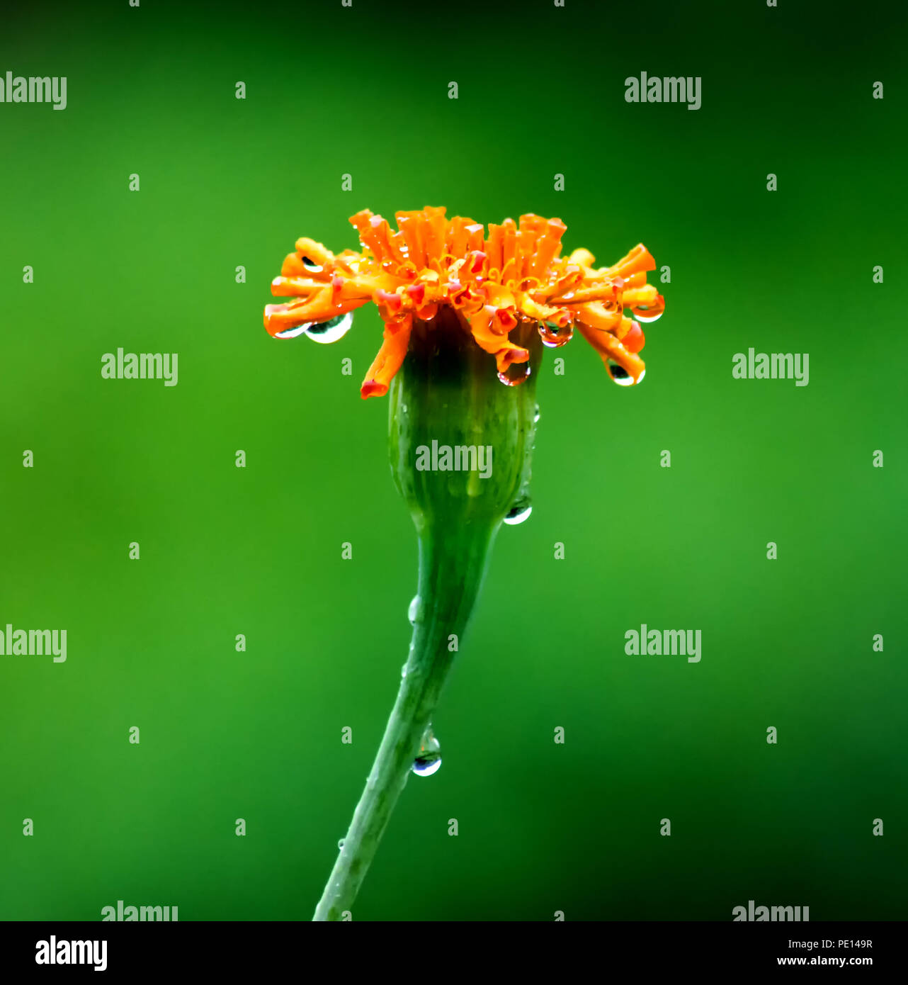 orange sevanthi flower / Chrysanthemum / Garden mum rain drops Stock Photo Alamy