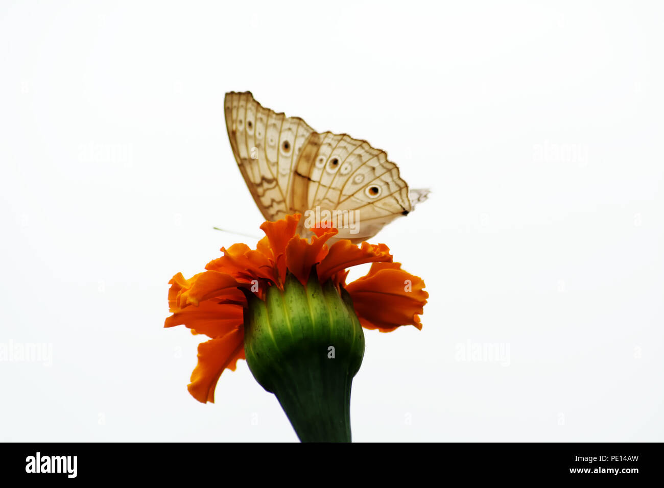 Butterflies in a  orange sevanthi flower / Chrysanthemum / Garden mum Stock Photo