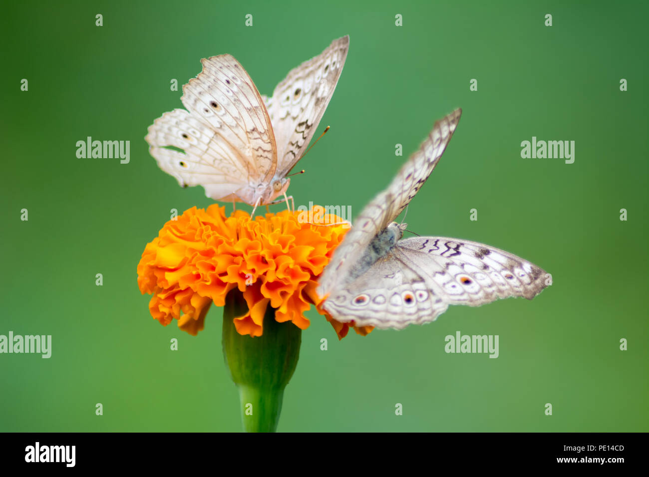 Butterflies in a  orange sevanthi flower / Chrysanthemum / Garden mum Stock Photo