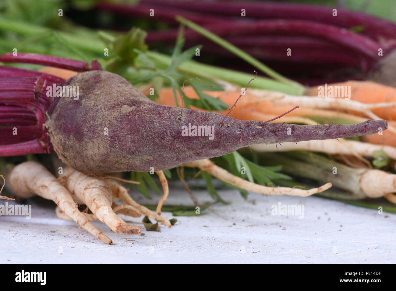 Fresh beets with other vegetables closeup on wooden background Stock Photo
