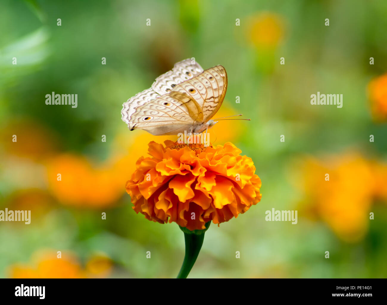 Butterflies in a  orange sevanthi flower / Chrysanthemum / Garden mum Stock Photo
