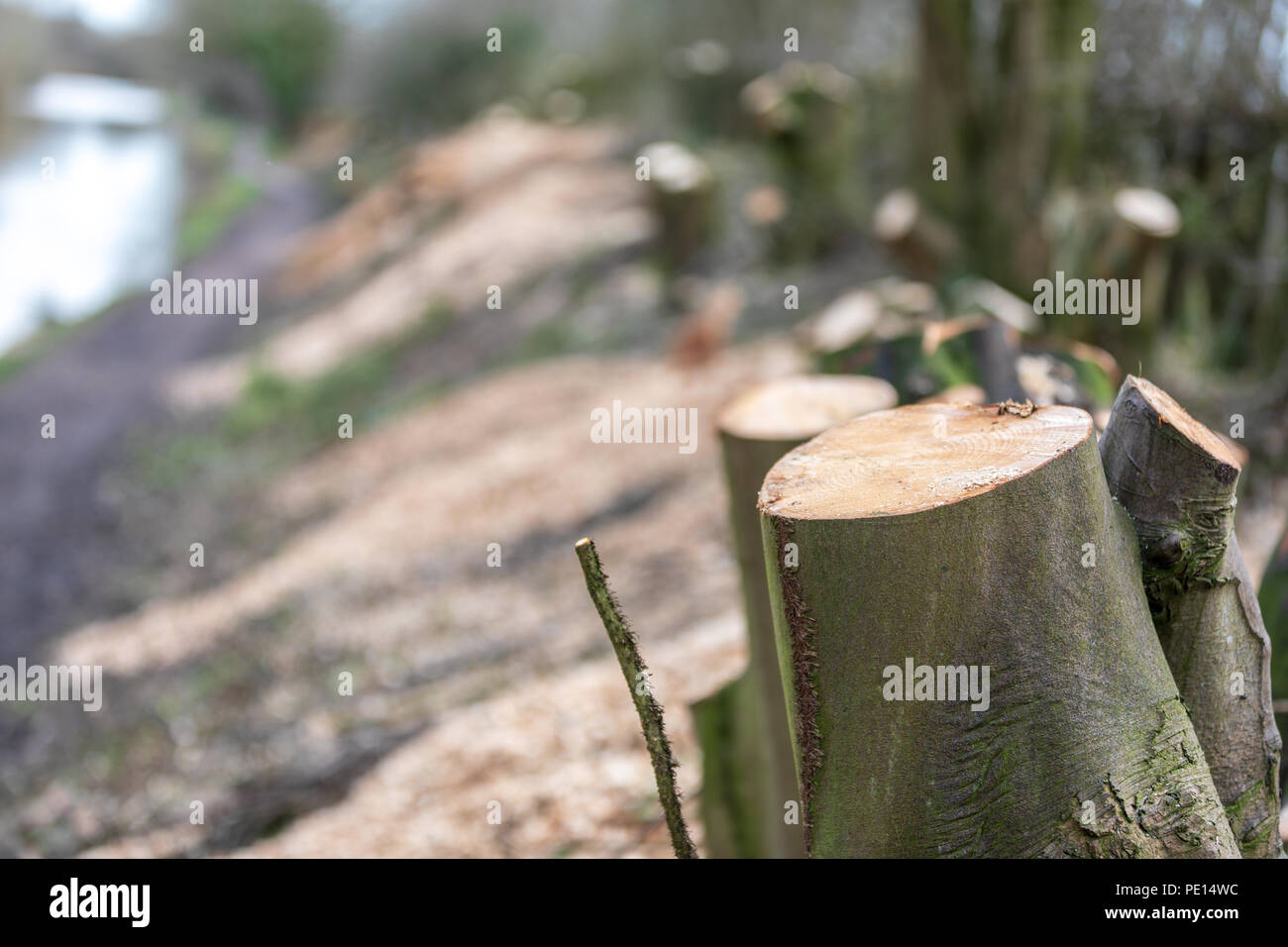 Tree stumps after trees have been cut down on the Macclesfield canal in