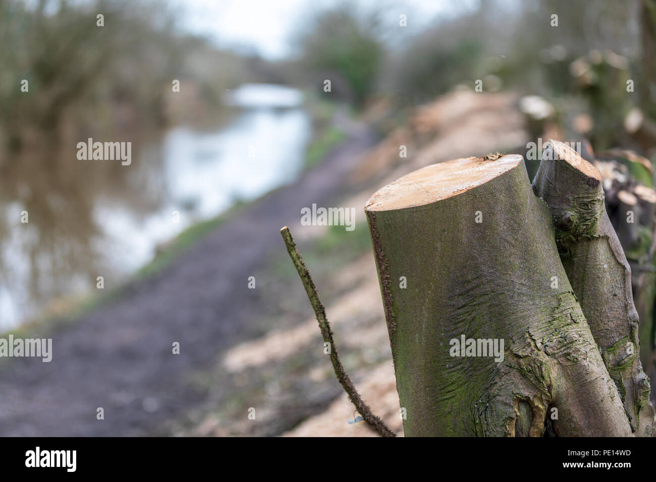 Tree stumps after trees have been cut down on the Macclesfield canal in