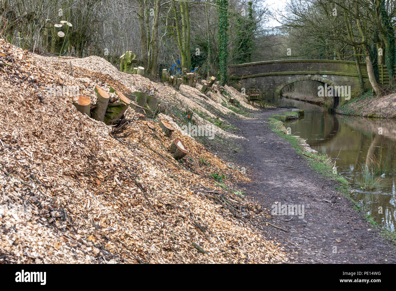 Wood chippings after trees have been cut down on the Macclesfield canal in Cheshire as part of a conservation based canal towpath maintenance Stock Photo