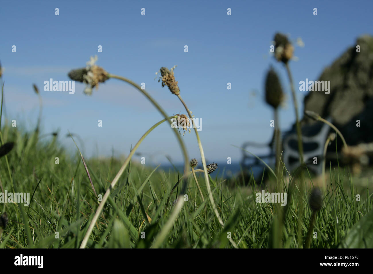 Bending weeds and grass with view of sea Stock Photo
