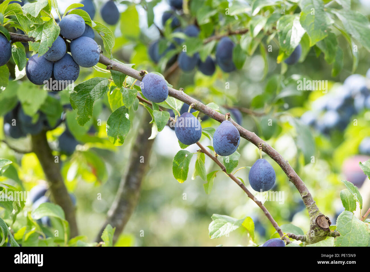 Prunus insititia ‘Bradleys king damson’. King of the Damsons / Damson 'Bradleys king' fruit on the tree Stock Photo