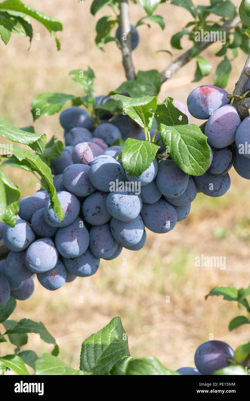 Fresh damsons hires stock photography and images Alamy