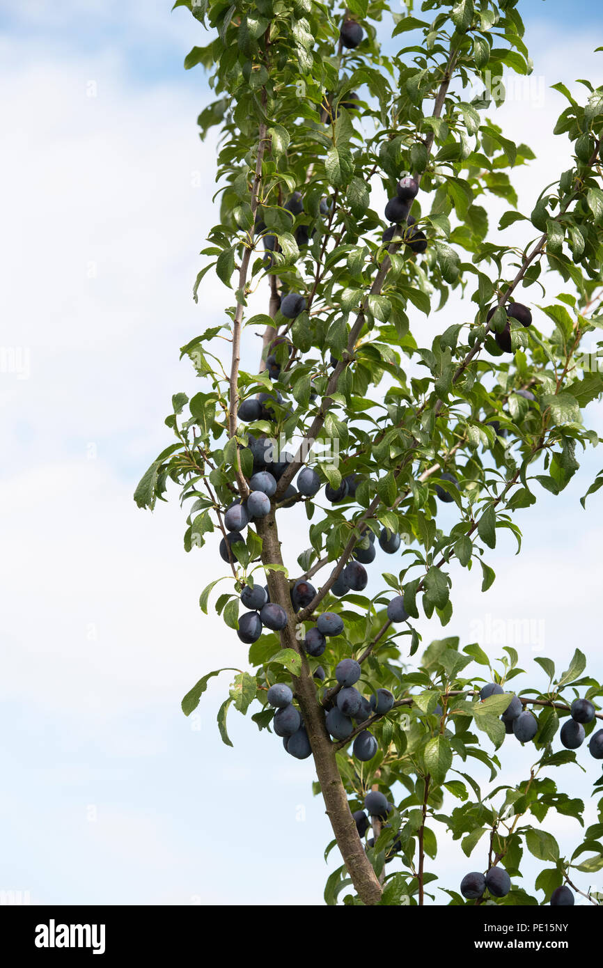 Prunus insititia ‘Bradleys king damson’. King of the Damsons / Damson 'Bradleys king' fruit on the tree Stock Photo