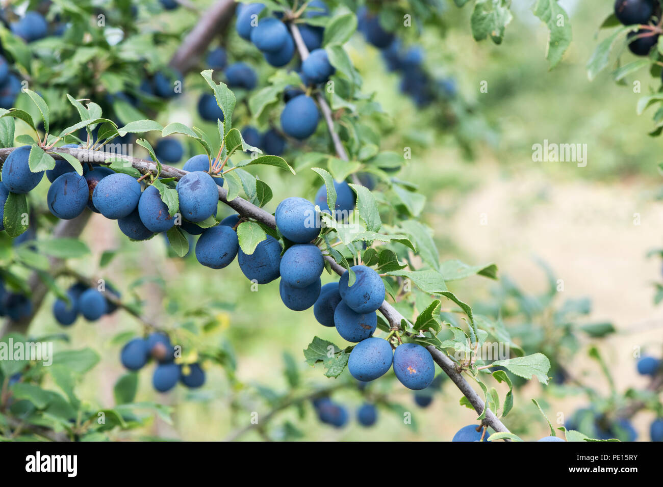 Prunus insititia 'Farleigh Damson'. Damson ' Farleigh Damson' fruit on the tree Stock Photo