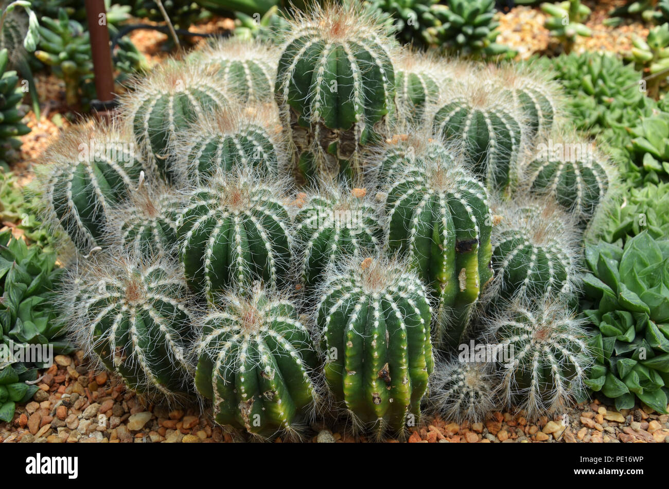 Cactus are succulent plants that can survive long periods of time without  water Stock Photo - Alamy