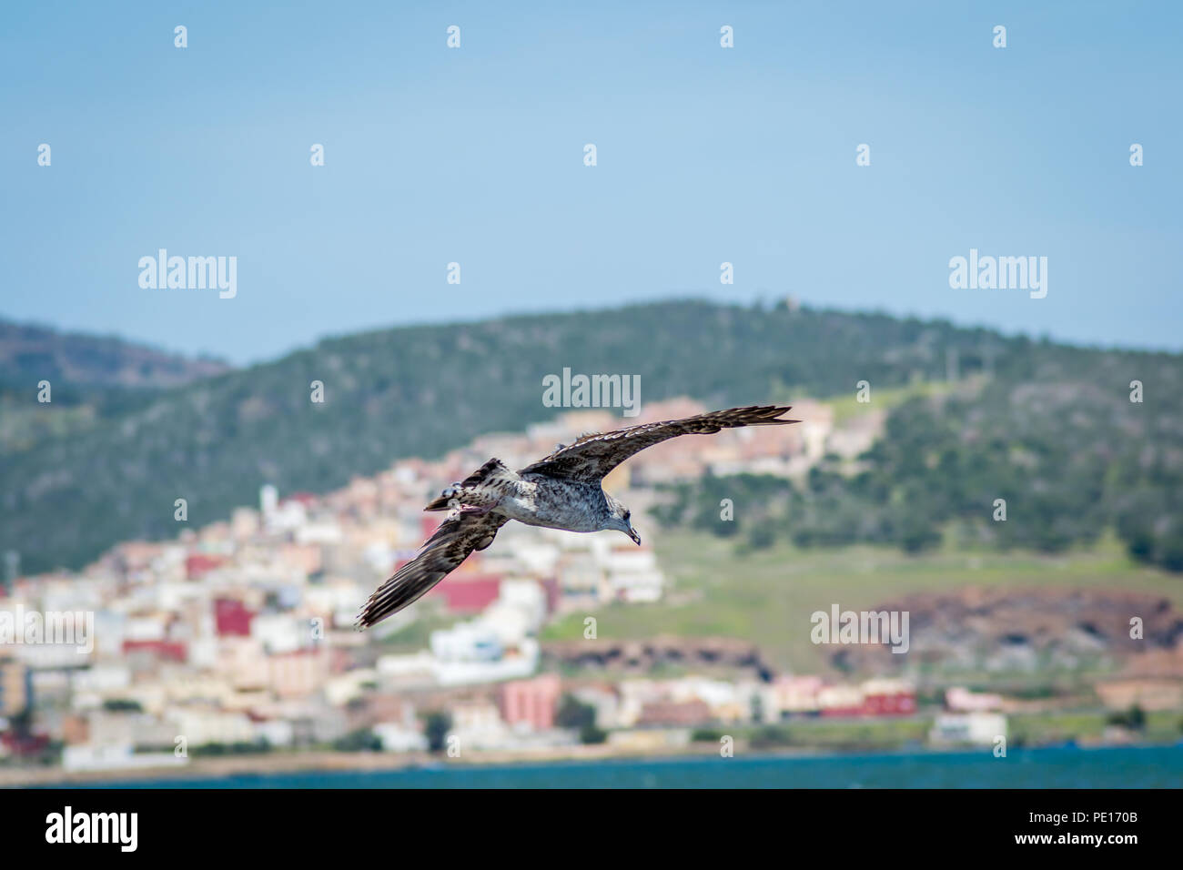 Birds over the city Stock Photo - Alamy