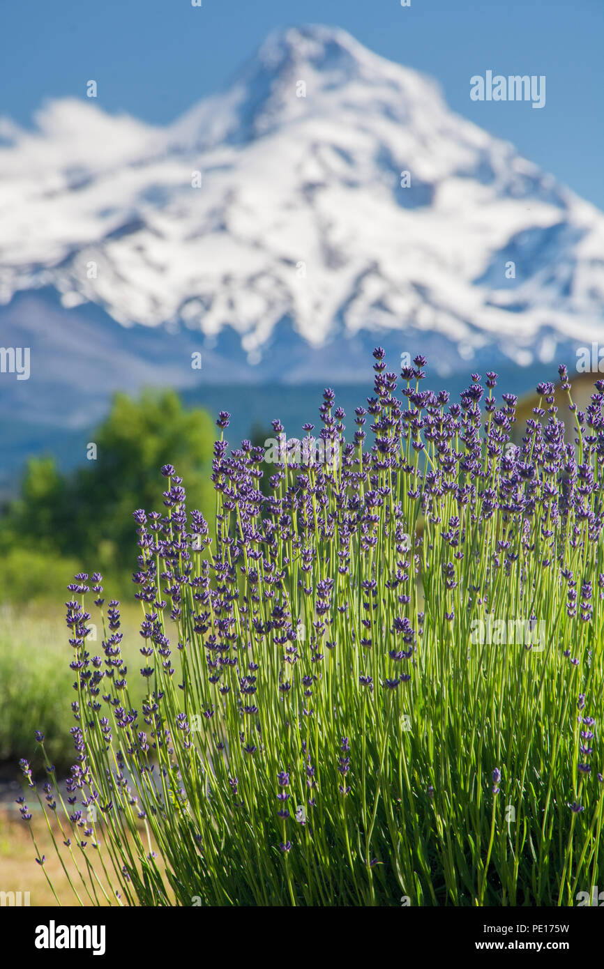 Early season lavender blooms in Lavender Valley, just outside of Hood River, Oregon. Mount Hood is seen in the distance. Stock Photo